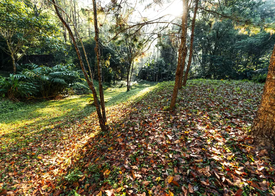 Back lawn blanketed in fallen leaves before a fall clearing in Saginaw, TX