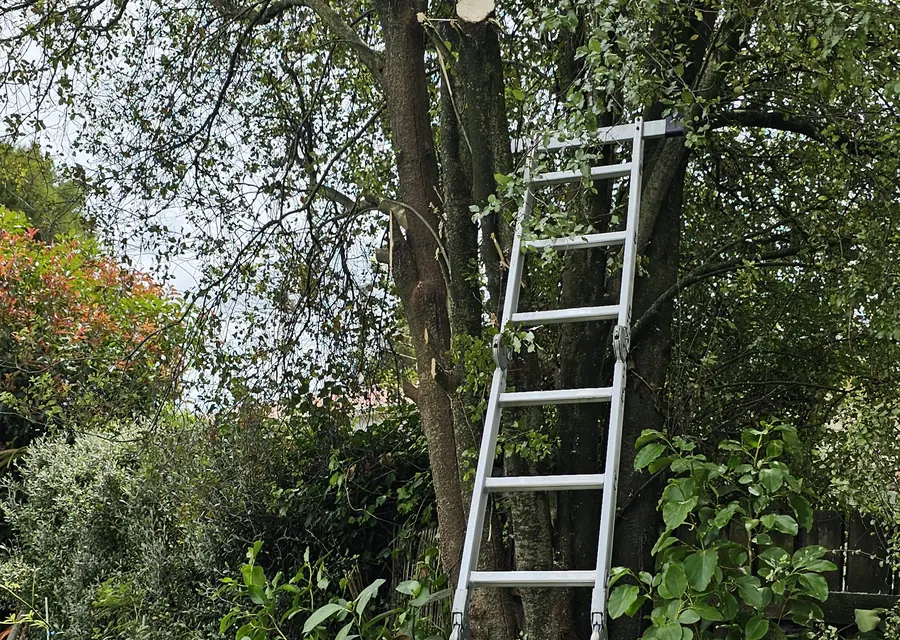 Ladder set against a tree ready for limb trimming in Fort Worth, TX