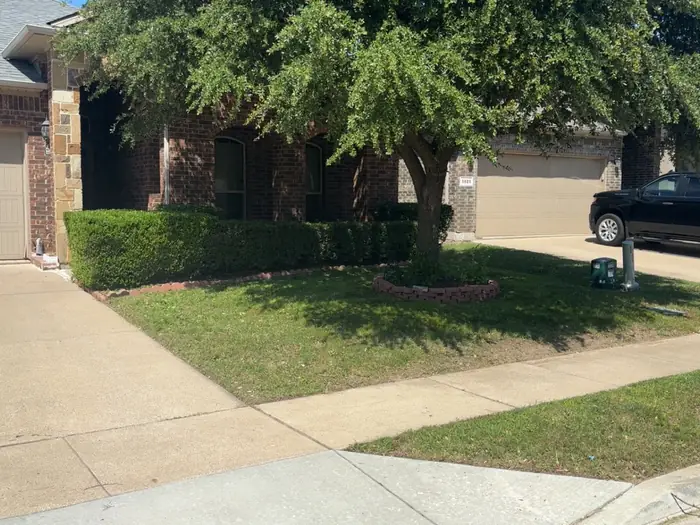 Shaded front lawn mowed and trimmed around a mature tree