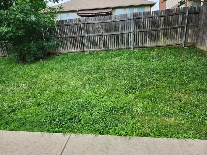 Green back yard cut short inside a timber privacy fence