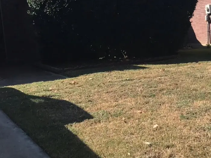 Tall hedge trimmed square with the lawn cut in front of it