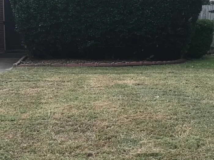 Trimmed hedge and mowed front lawn in Fort Worth, TX